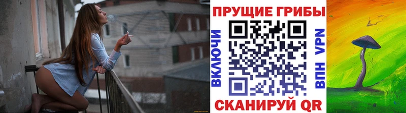 kraken сайт  Курчатов  Псилоцибиновые грибы Psilocybine cubensis 